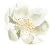 flower6
